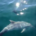 Bay 塞辛布拉