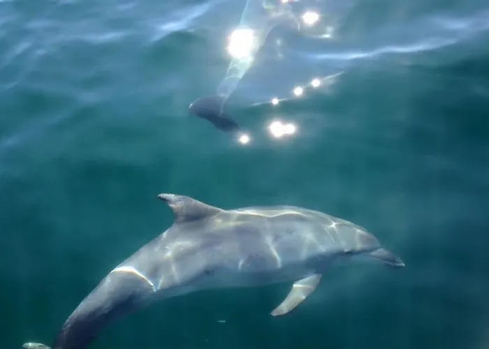 Bay Σεσίμπρα